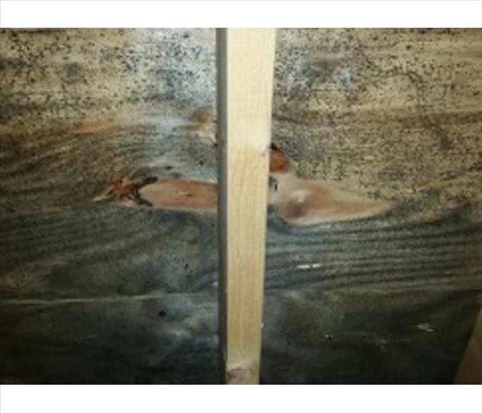 greenish, black stained mold growth on the interior of attic roof